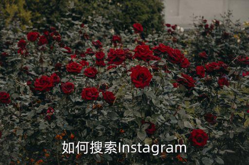 如何搜索Instagram