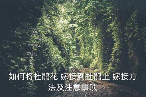 如何將杜鵑花 嫁接到杜鵑上 嫁接方法及注意事項(xiàng)