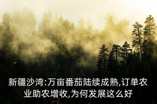 新疆沙灣:萬(wàn)畝番茄陸續(xù)成熟,訂單農(nóng)業(yè)助農(nóng)增收,為何發(fā)展這么好
