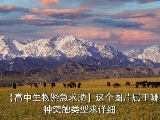 【高中生物緊急求助】這個圖片屬于哪種突觸類型求詳細