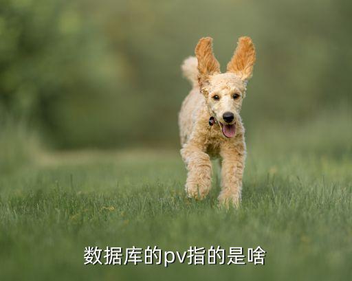 數(shù)據(jù)面板PV什么意思思,網(wǎng)絡(luò)新聞需要關(guān)注哪些重點(diǎn)?