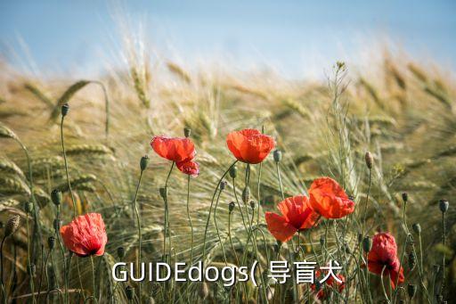 GUIDEdogs( 導(dǎo)盲犬