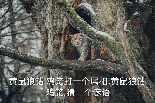 黃鼠狼鉆 雞籠打一個(gè)屬相,黃鼠狼鉆 雞籠,猜一個(gè)諺語