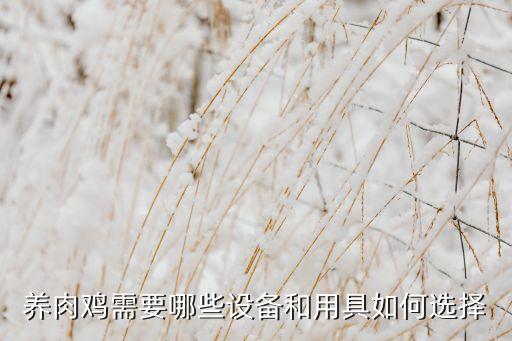 養(yǎng)肉雞需要哪些設(shè)備和用具如何選擇