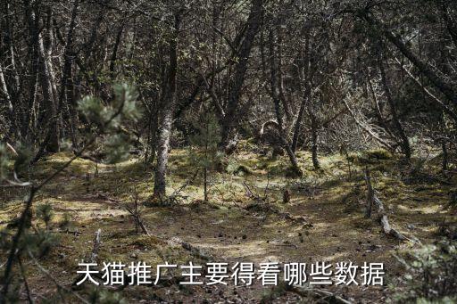  天貓推廣主要得看哪些數(shù)據(jù)