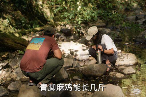 青腳麻雞能長幾斤