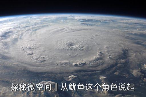 探秘微空間‖從魷魚(yú)這個(gè)角色說(shuō)起