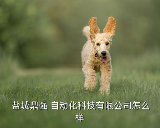 鹽城鼎強(qiáng) 自動(dòng)化科技有限公司怎么樣