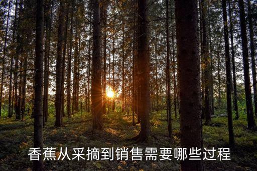  香蕉從采摘到銷售需要哪些過程
