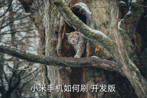 miui開發(fā)版 數據,MIUI開發(fā)版下載