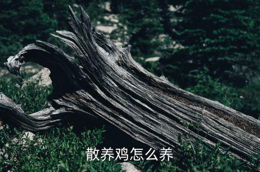 散養(yǎng)雞怎么養(yǎng)