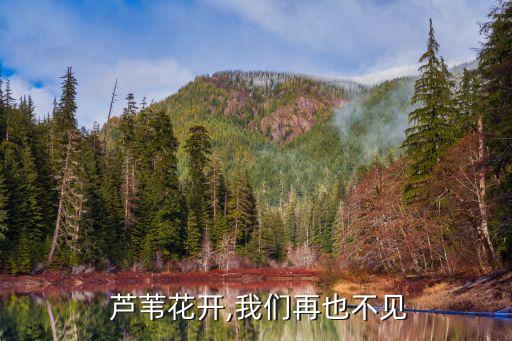  蘆葦花開,我們再也不見