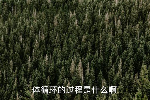 體循環(huán)的過程是什么啊
