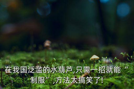 在我國泛濫的水葫蘆,只需一招就能“制服”,方法太搞笑了!