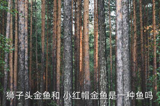 獅子頭金魚和 小紅帽金魚是一種魚嗎
