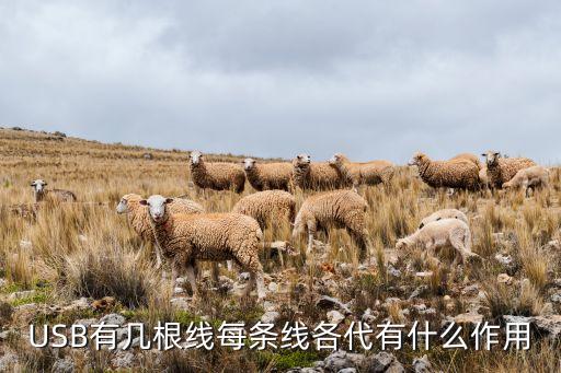 USB有幾根線每條線各代有什么作用