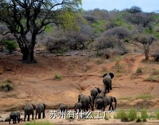 蘇州斯瑪亞自動(dòng)化設(shè)備有限公司