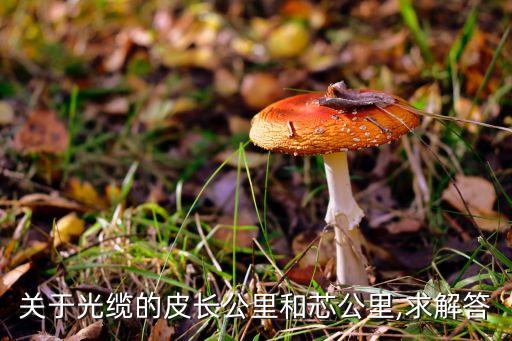 關(guān)于光纜的皮長公里和芯公里,求解答