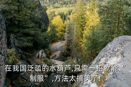 在我國(guó)泛濫的水葫蘆,只需一招就能“制服”,方法太搞笑了!