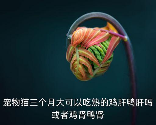 寵物貓三個月大可以吃熟的雞肝鴨肝嗎或者雞腎鴨腎