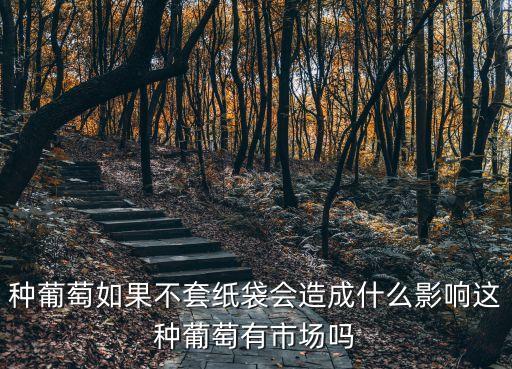 種葡萄如果不套紙袋會(huì)造成什么影響這種葡萄有市場(chǎng)嗎
