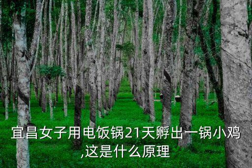 宜昌女子用電飯鍋21天孵出一鍋小雞,這是什么原理