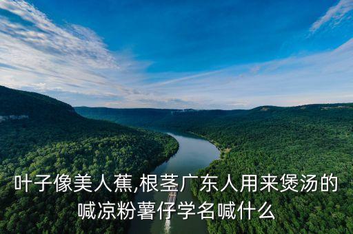葉子像美人蕉,根莖廣東人用來煲湯的喊涼粉薯仔學(xué)名喊什么