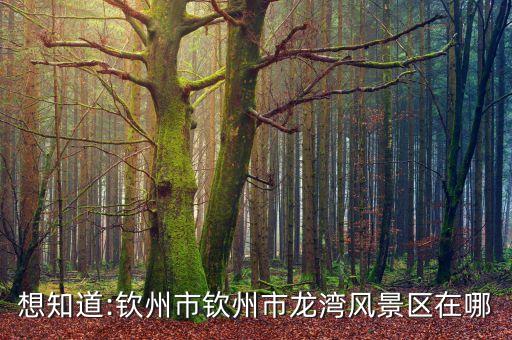 想知道:欽州市欽州市龍灣風(fēng)景區(qū)在哪