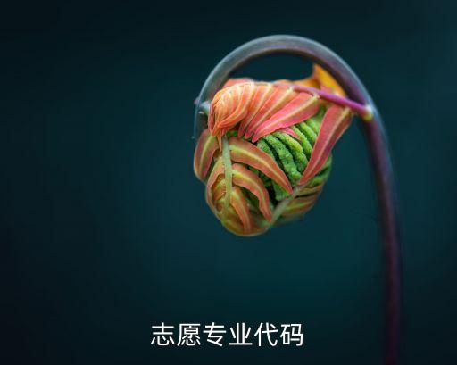 志愿專業(yè)代碼