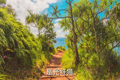 光貓是什么樣的圖片,move 光貓是什么樣的圖片