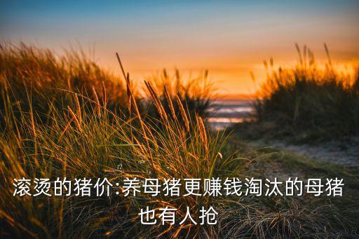滾燙的豬價:養(yǎng)母豬更賺錢淘汰的母豬也有人搶