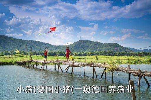 小豬(德國小豬(一窺德國養(yǎng)豬業(yè)