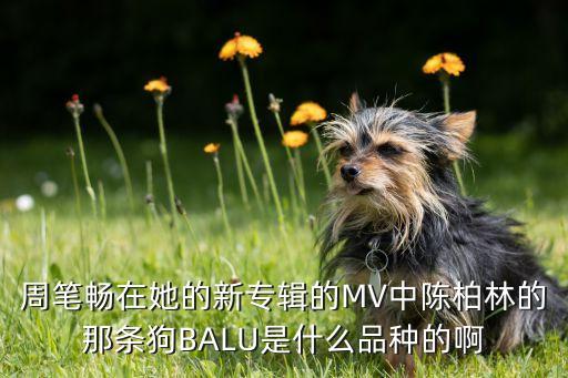 周筆暢在她的新專輯的MV中陳柏林的那條狗BALU是什么品種的啊