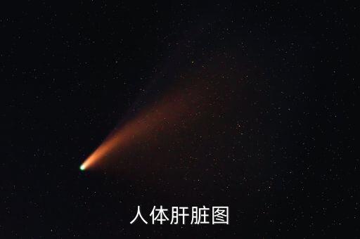 肝臟圖片，人體肝臟圖
