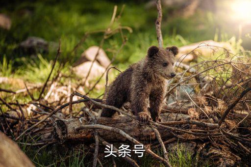 頭條好,如何申請今日頭條冠名創(chuàng)作者?