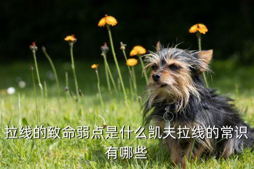 凱夫拉數(shù)據(jù)線品牌,蘋果凱芙拉手機(jī)殼品牌