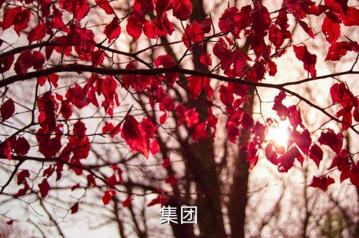 泛海建設(shè),中國(guó)泛海控股集團(tuán)介紹