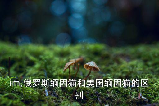 exim,俄羅斯緬因貓和美國緬因貓的區(qū)別
