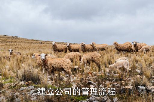 建立公司的管理流程