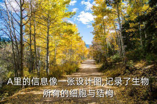 A里的信息像一張?jiān)O(shè)計(jì)圖,記錄了生物所有的細(xì)胞與結(jié)構(gòu)