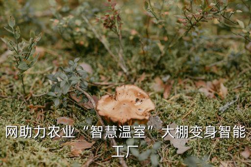 網(wǎng)助力農(nóng)業(yè)“智慧溫室”大棚變身智能工廠