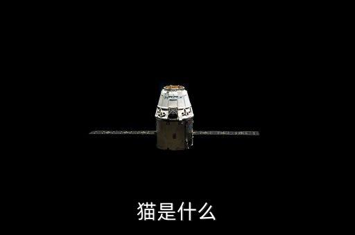 貓是什么