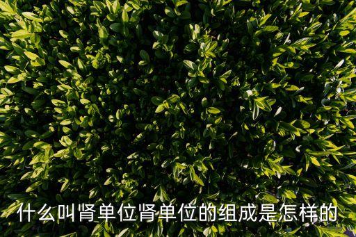 腎小球結(jié)構(gòu),腎小球和腎小囊結(jié)構(gòu)模式圖出爐