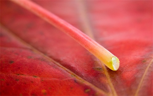 德國自動炒菜鍋 德國1萬，請問誰知道德國WMF24cm炒鍋在德國購買價格是多少歐元和WOLL